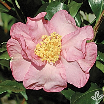 Camellia sasanqua - 'Cleopatra'